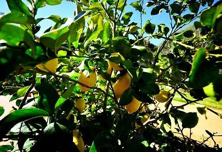 Çiftlik konaklama Lu Rotu Sant'Antonio di Gallura